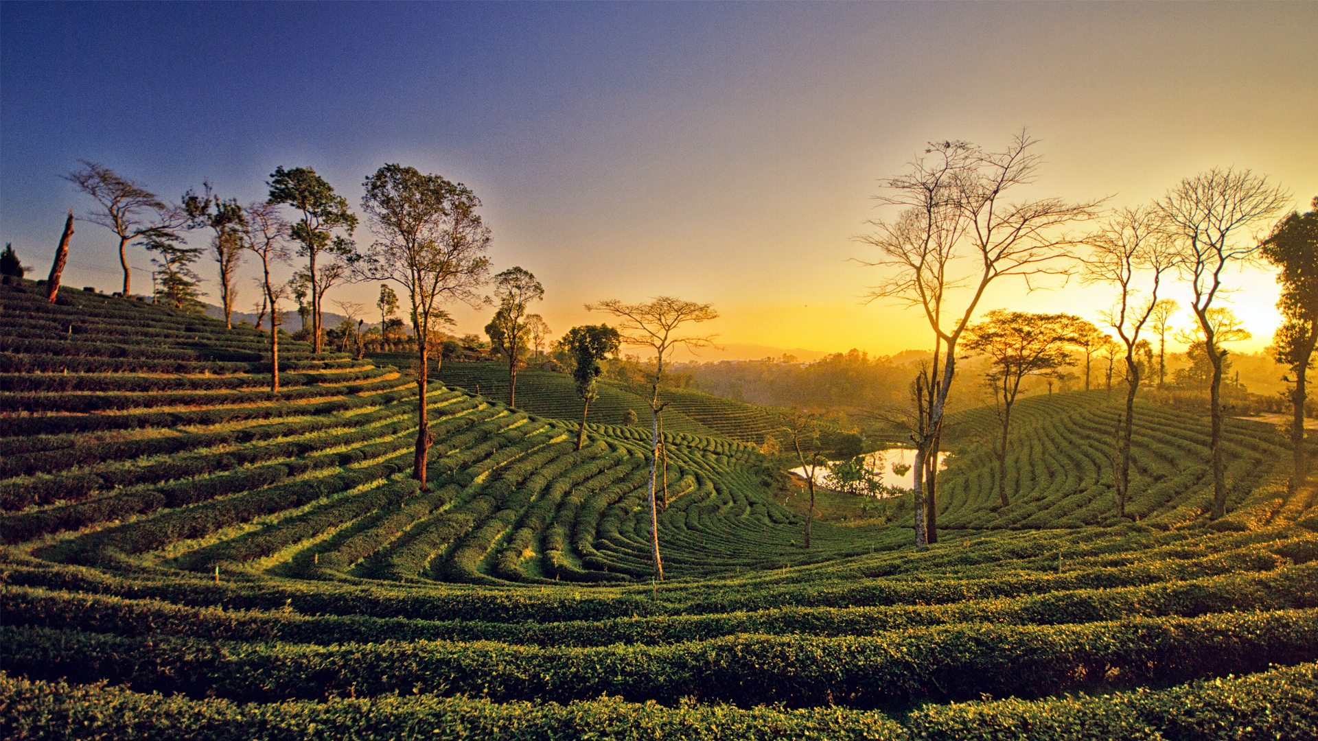 background-image