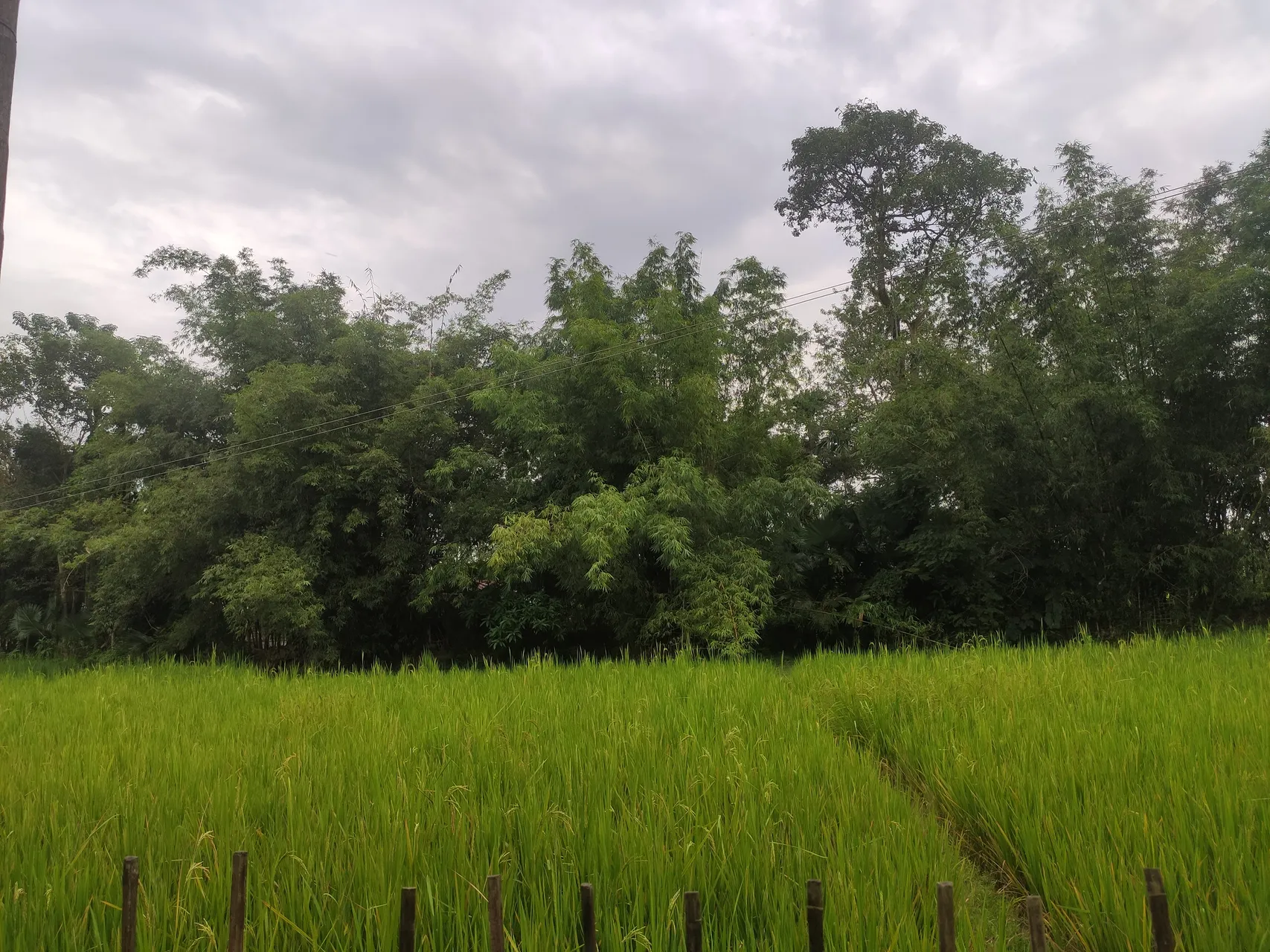 Lush Assam landscape with tea gardens and distant hills