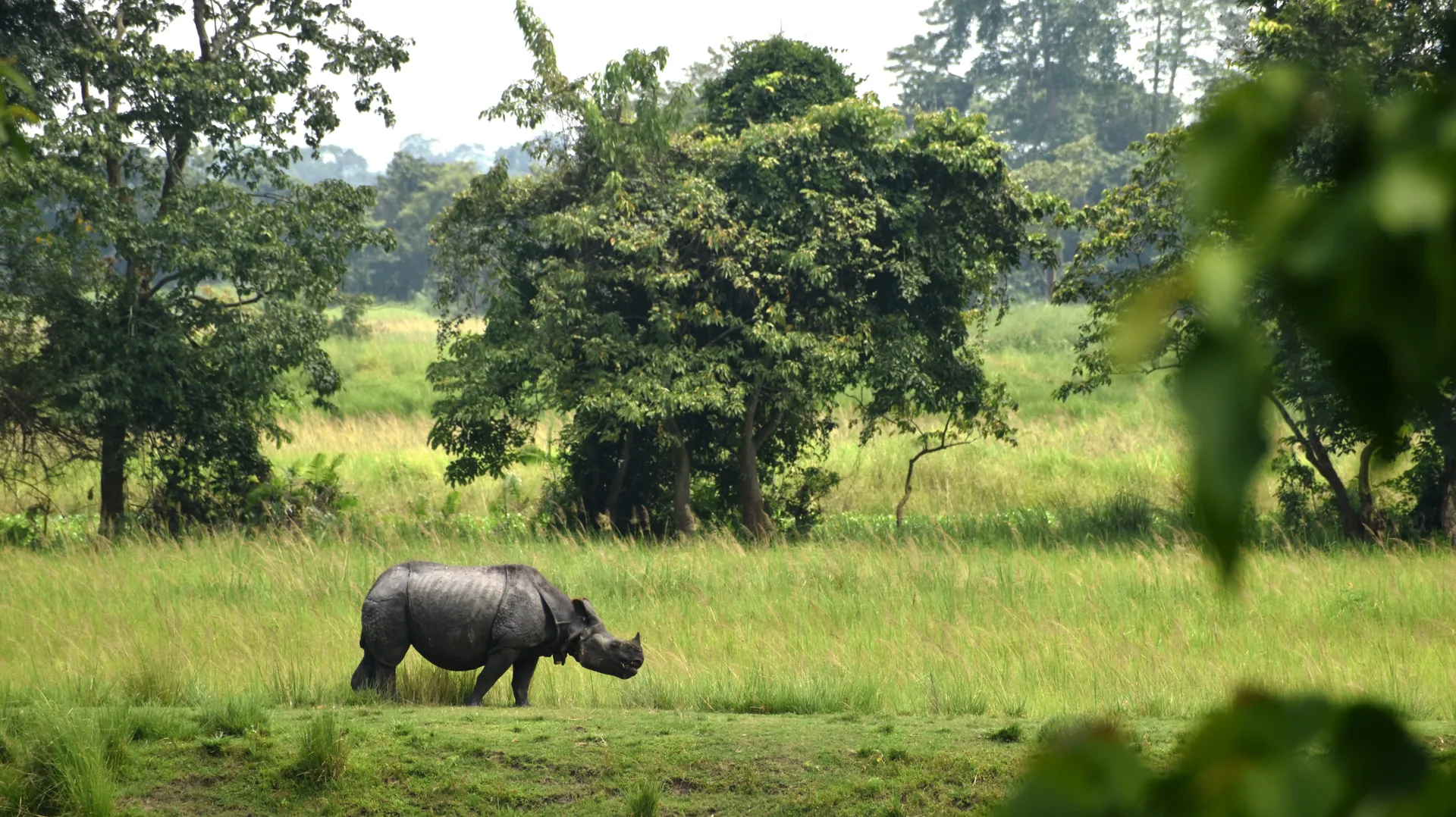Kaziranga National Park grasslands in Assam