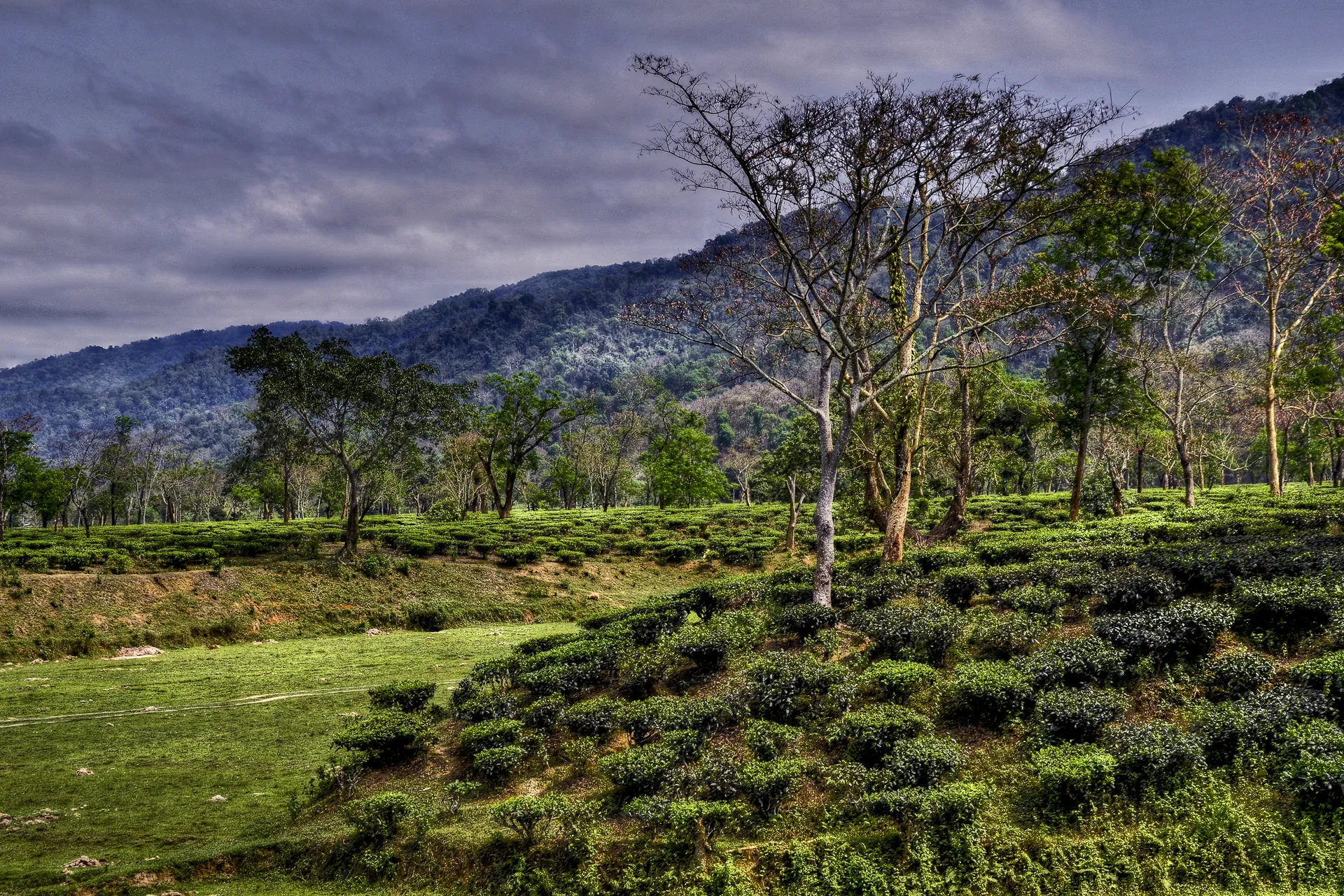 Assam tea gardens and open countryside