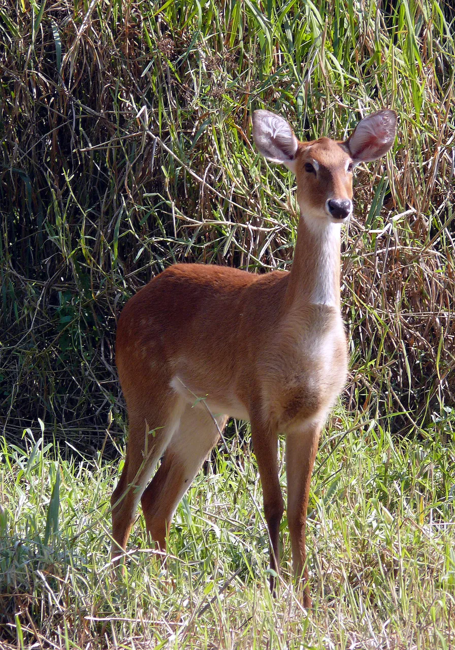 Keibul Lamjao National Park in Manipur